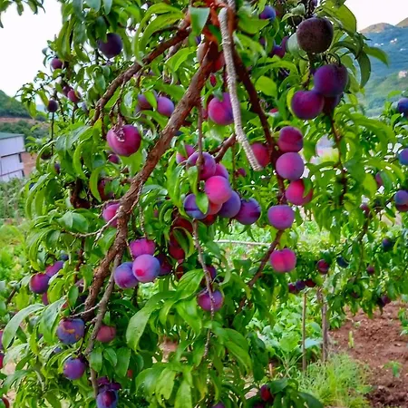 Willa Garden
